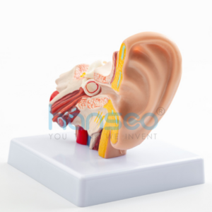 HUMAN EAR