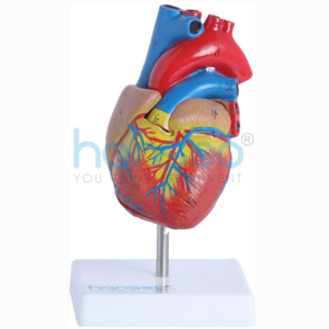 HUMAN HEART MODEL