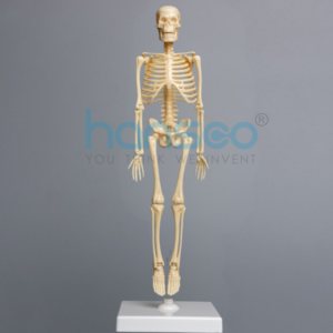 Human Skelton - Hansco