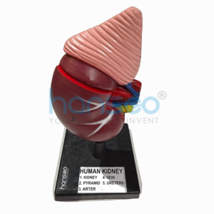 HUMAN KIDNEY WITH ADRENAL GLAND MODEL