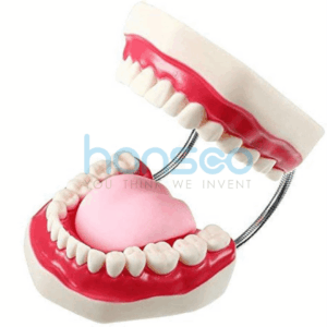 Human Dental care Model - Hansco Labs