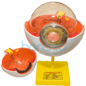 Human Eye Model - Hansco Labs