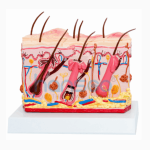 Human skin model-Hansco
