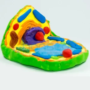 Animal Cell Model - Zoology Anatomy Model - Hansco