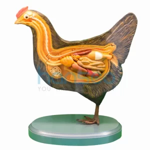 Hen Model - Zoology Anatomy Model - Hansco
